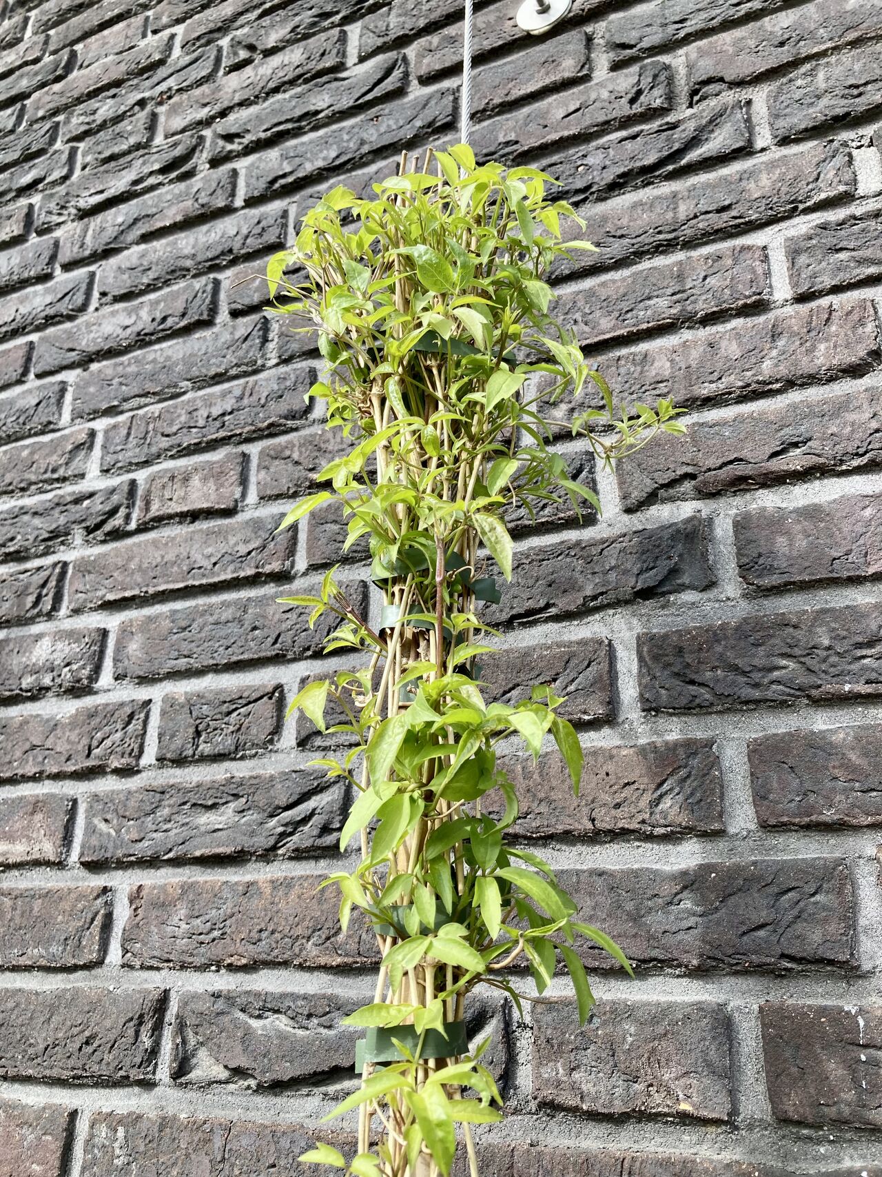 Vebego Groen Groene Gevel Summacollege