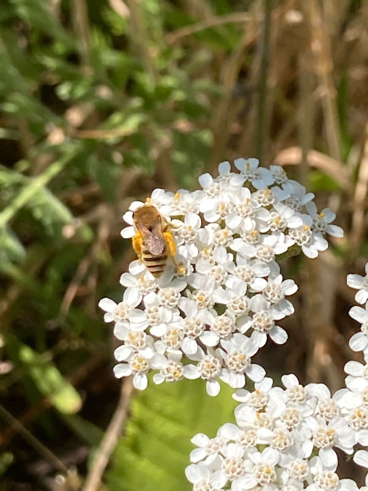 Vebego Groen Werken Bedrijfstuin Aanleg HAVEP Biodiversiteit1