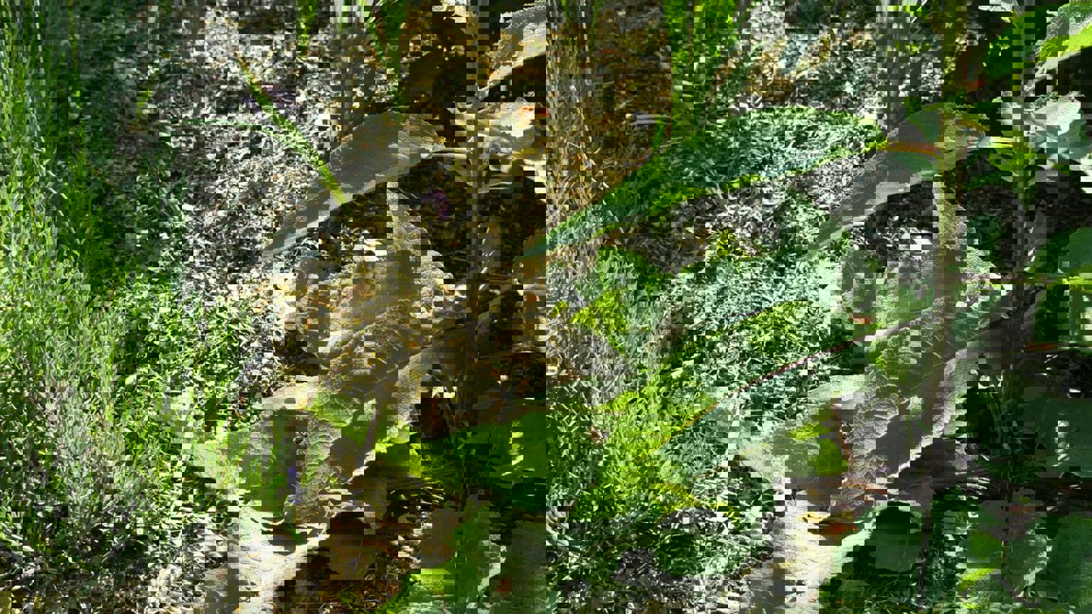 Vebego Groen Groenaanleg Particulier Circulariteit5