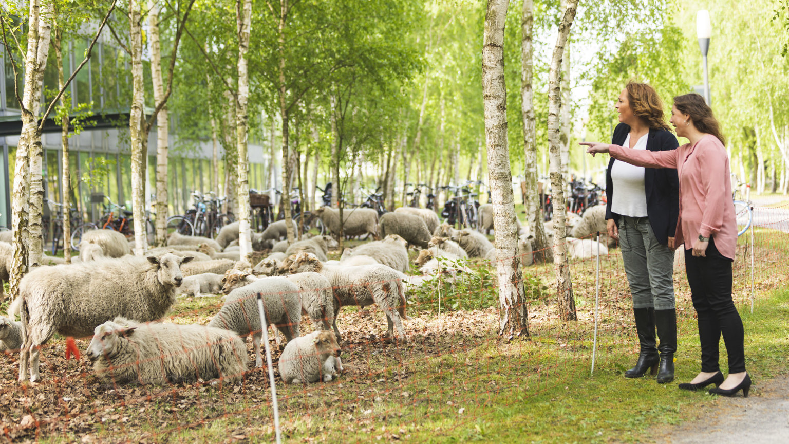 Duurzaam onderhoud door schapen