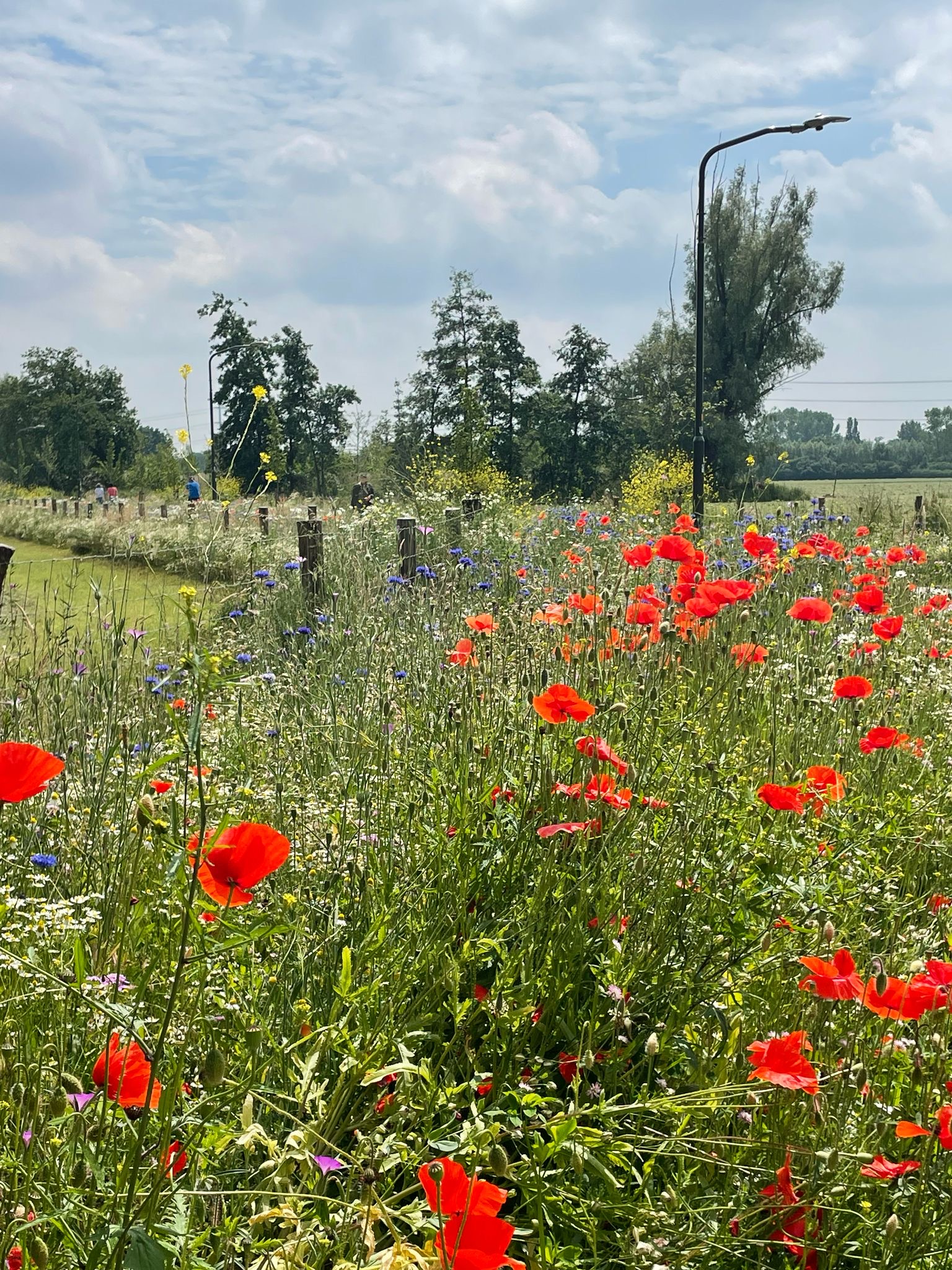 VGR Fietspad Silvolde Oude IJsselstreek (4).JPG