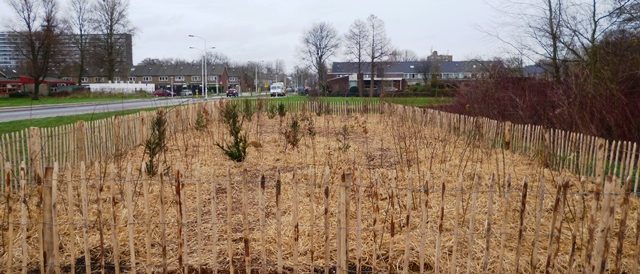 Tiny Forest 2 Web 640X274