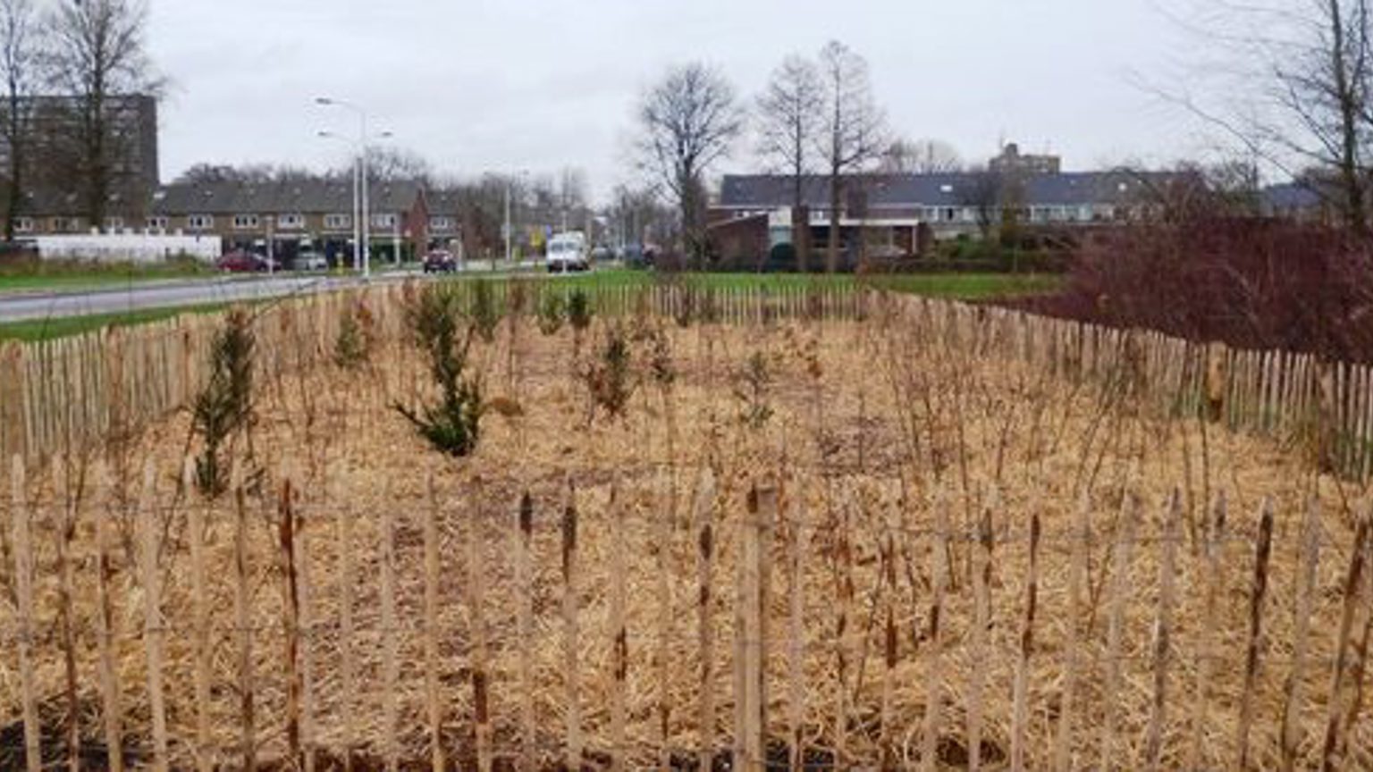 Tiny Forest 2 Web 640X274
