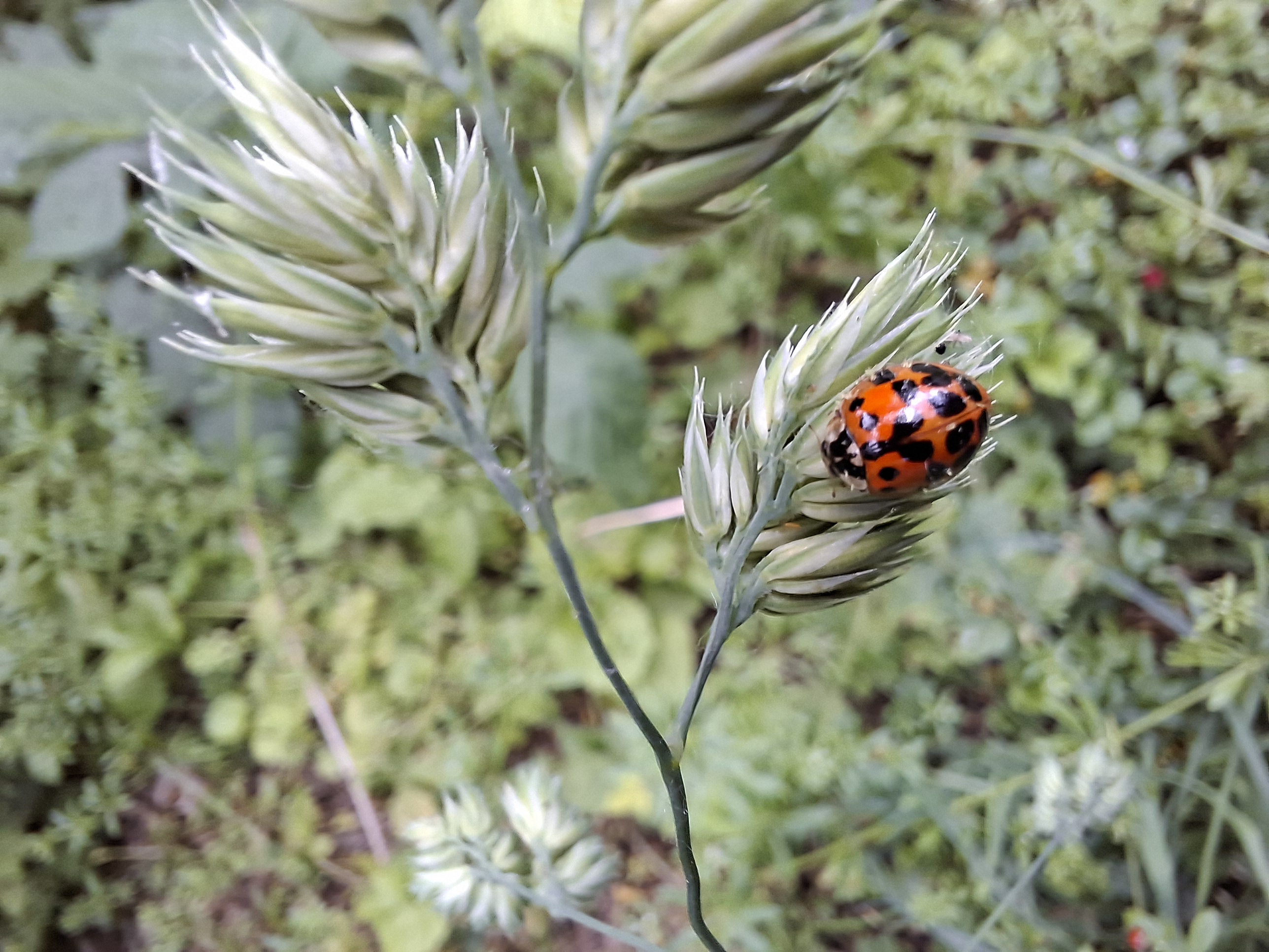 Biodivers Groenbeheer Gemeente Epe Vebego Groen (7)