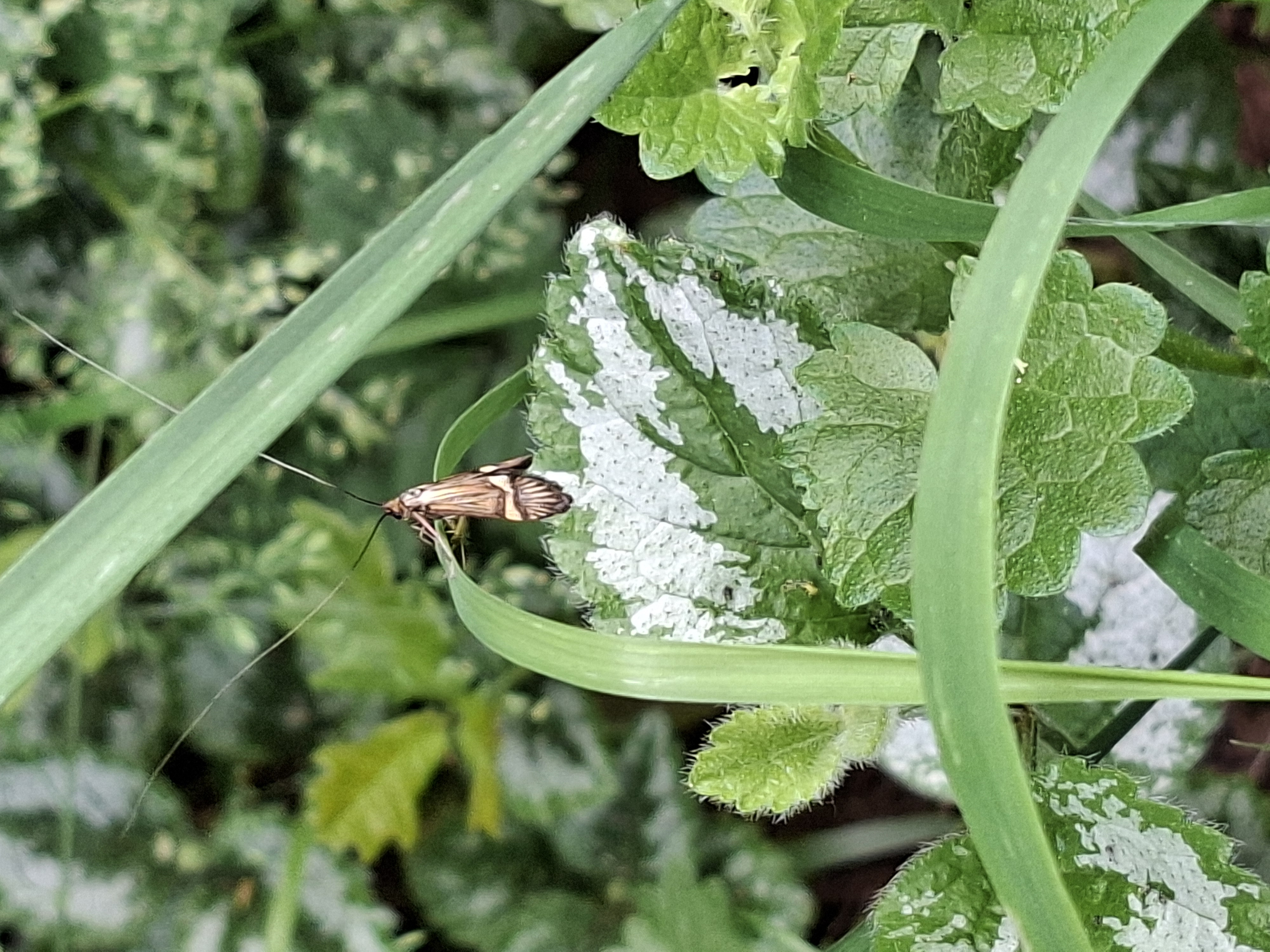 Biodivers Groenbeheer Gemeente Epe Vebego Groen (6)