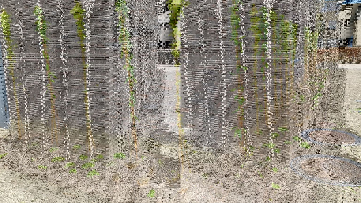 Vebego Groen Groene Gevel Summacollege 2