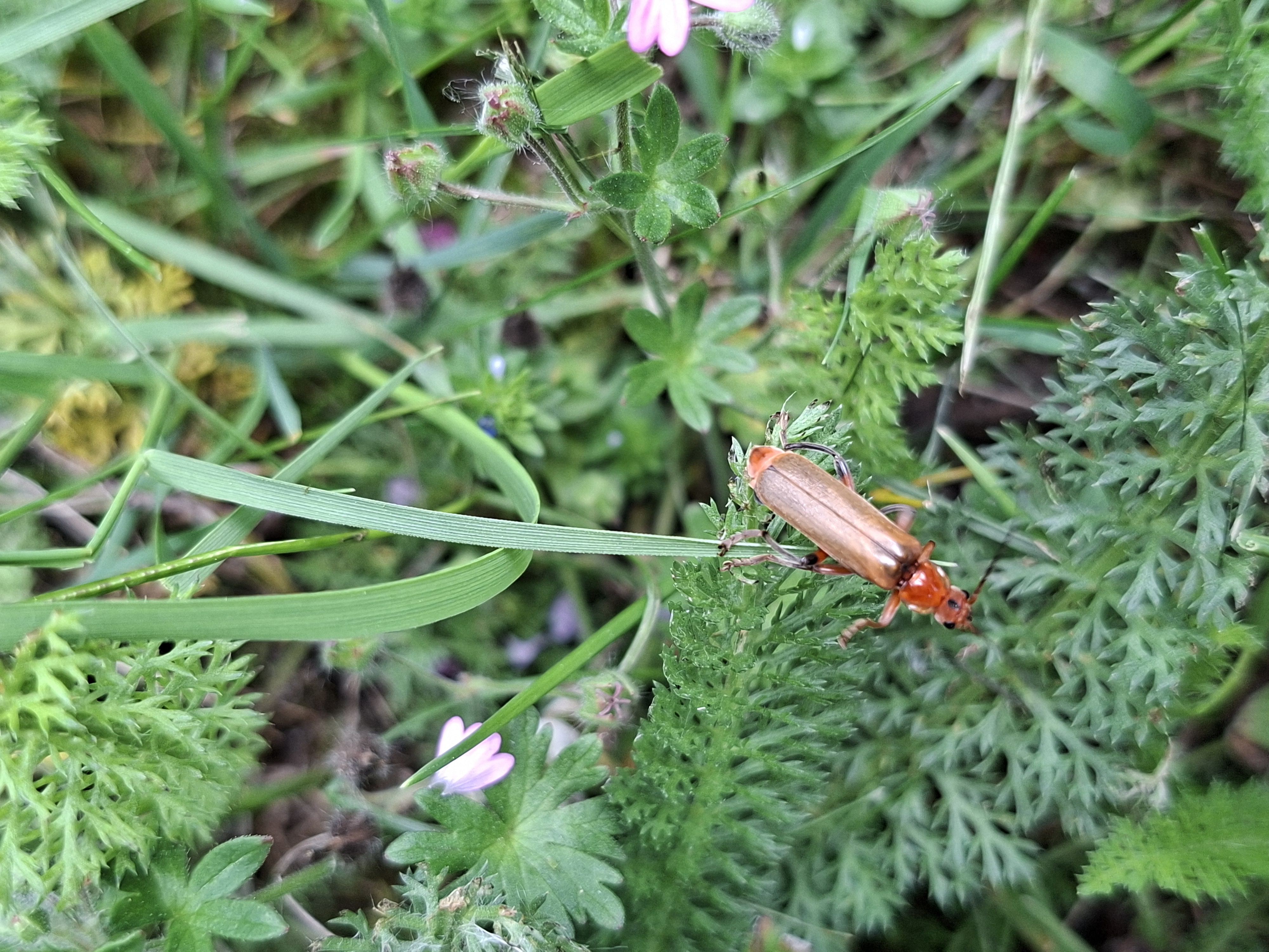 Biodivers Groenbeheer Gemeente Epe Vebego Groen (8)