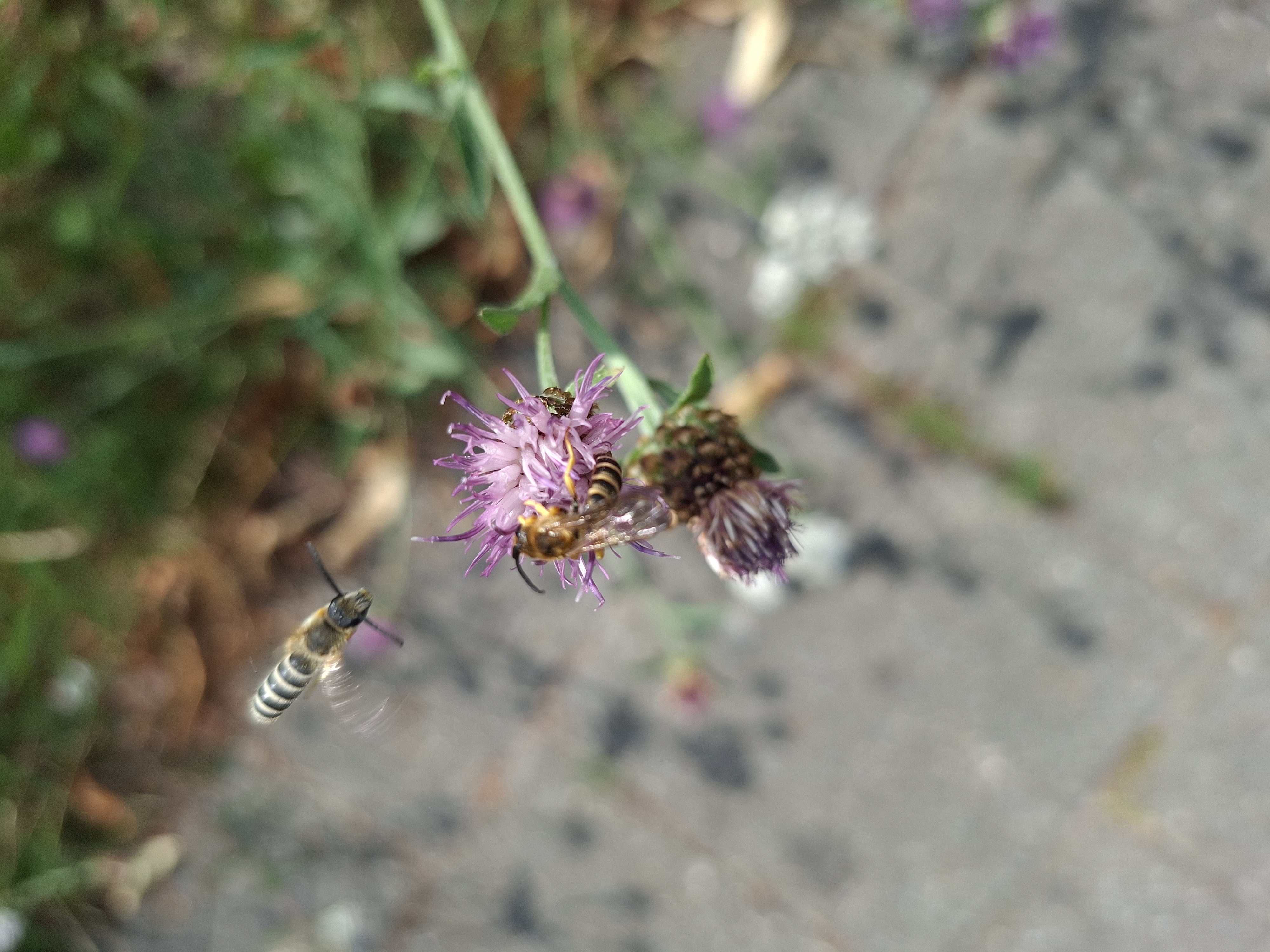 Biodivers Groenbeheer Gemeente Epe Vebego Groen (1)