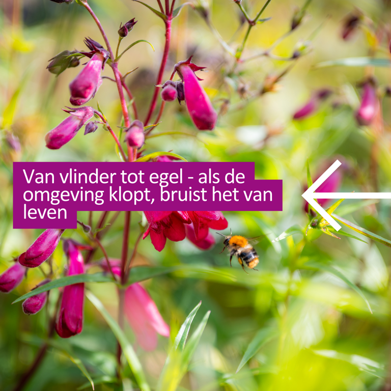 Dieren