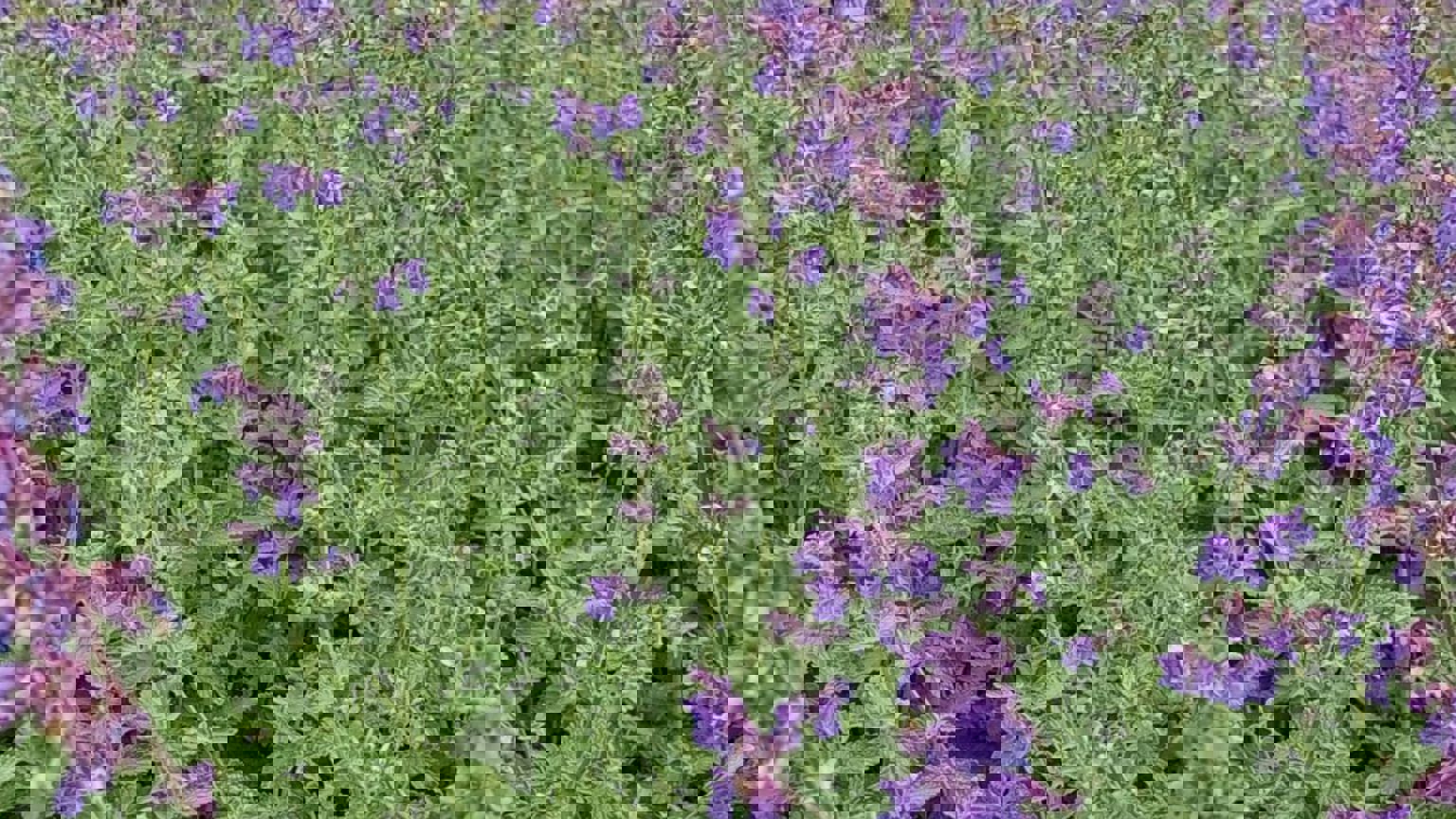 Vebego Groen Havep Bedrijven Bedrijfstuin 1