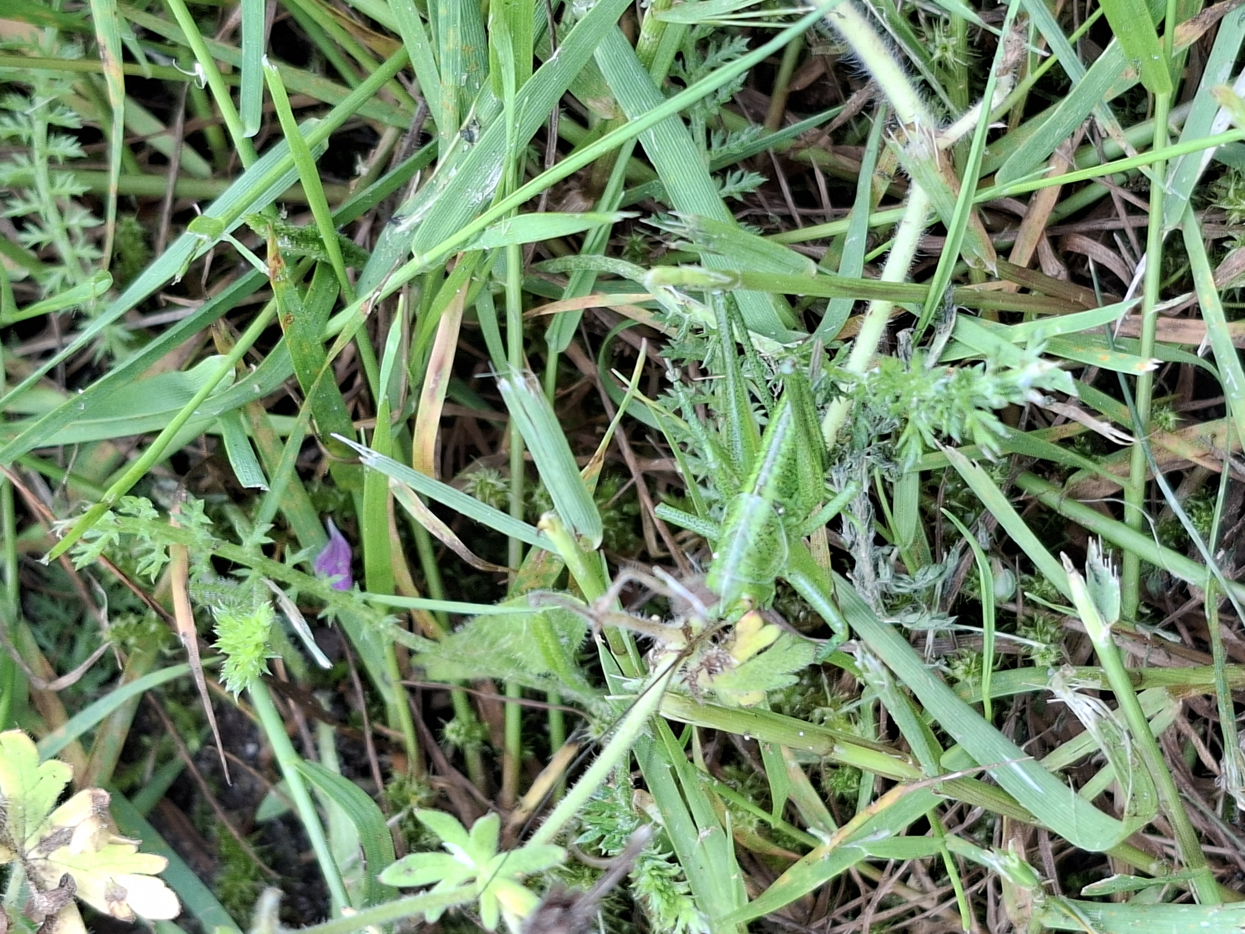 Biodivers Groenbeheer Gemeente Epe Vebego Groen (9)