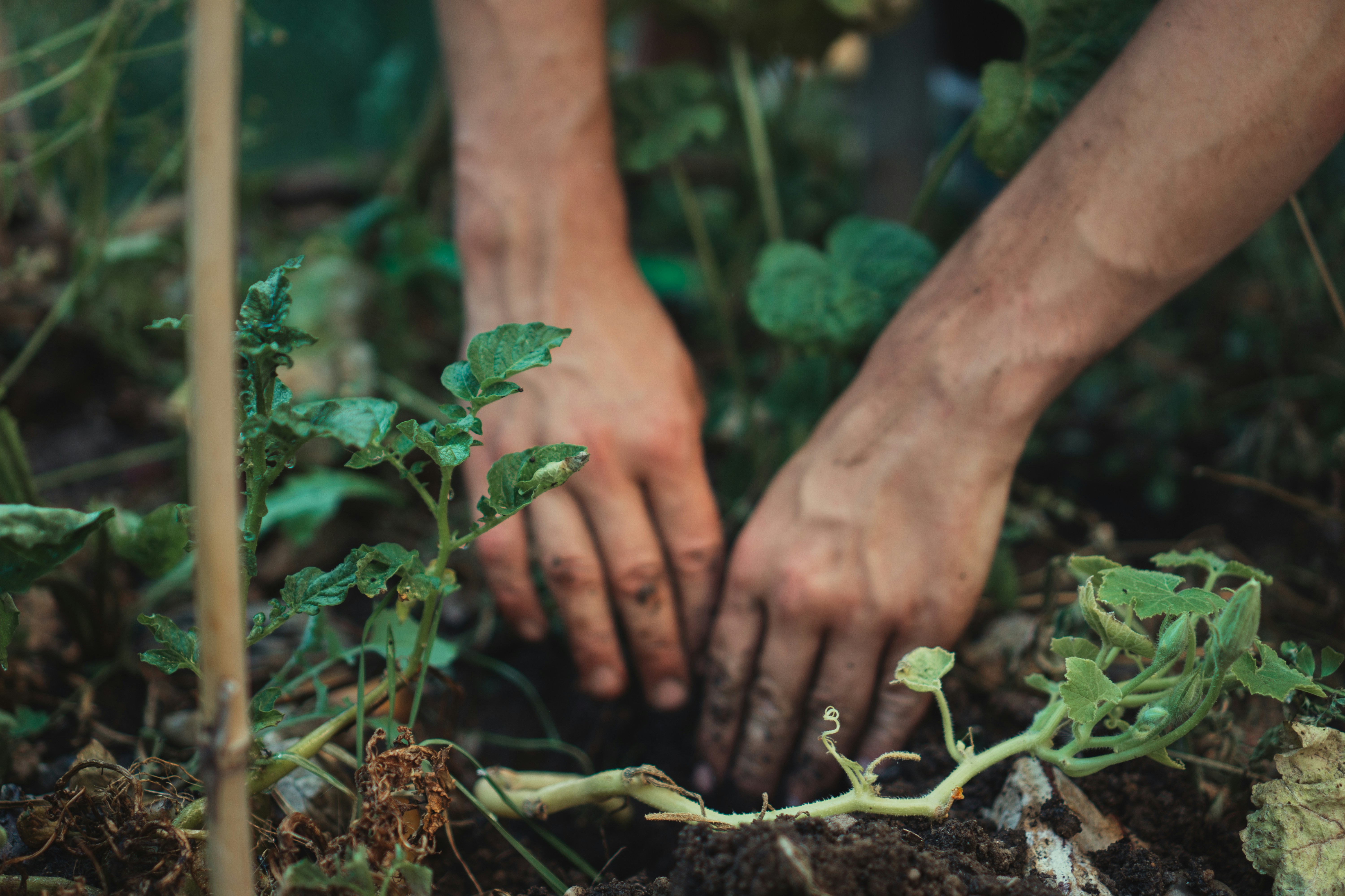 Bladmulchactie Vebego Groen 1
