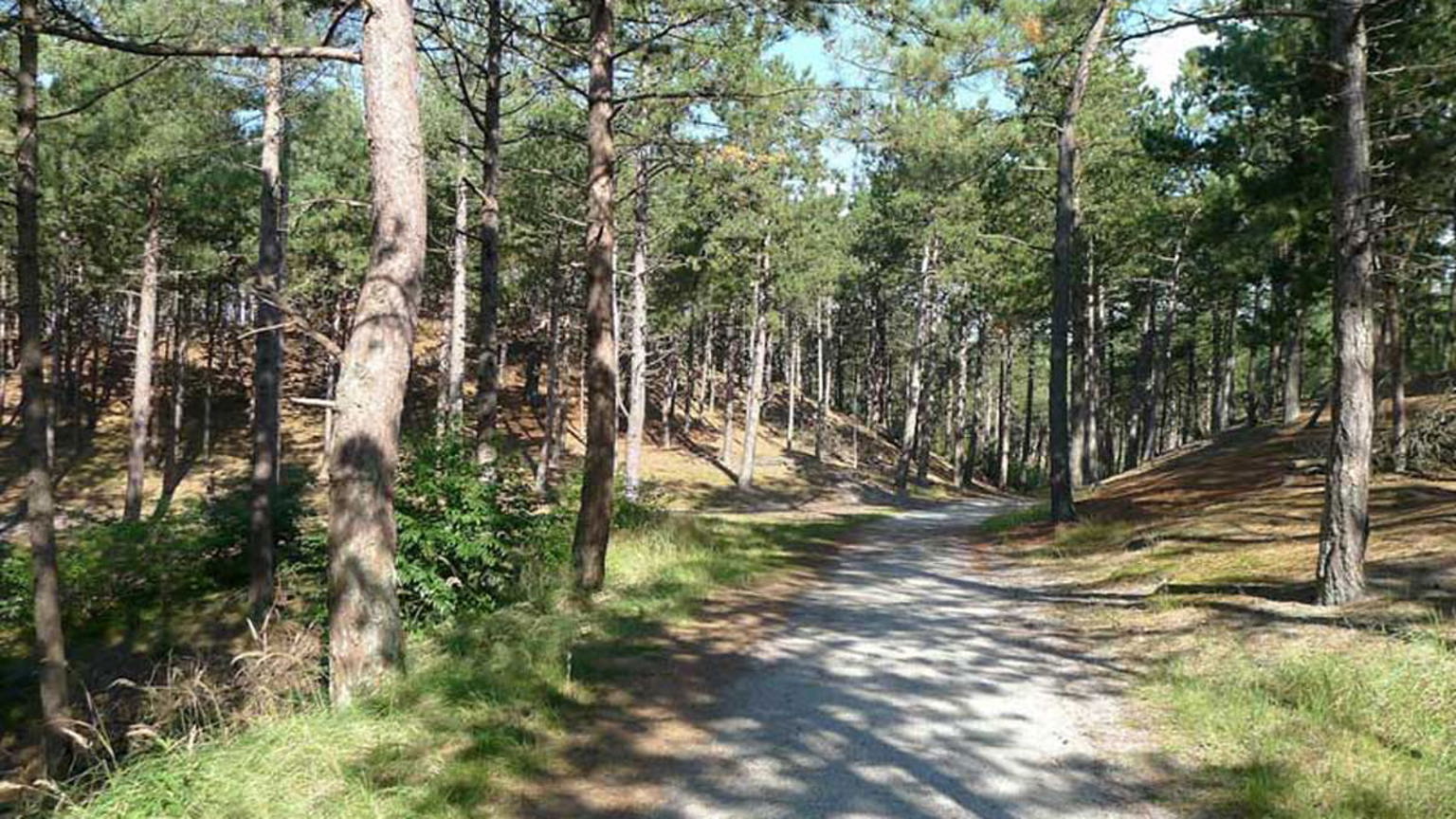 Schoorlse Duinen Bospad