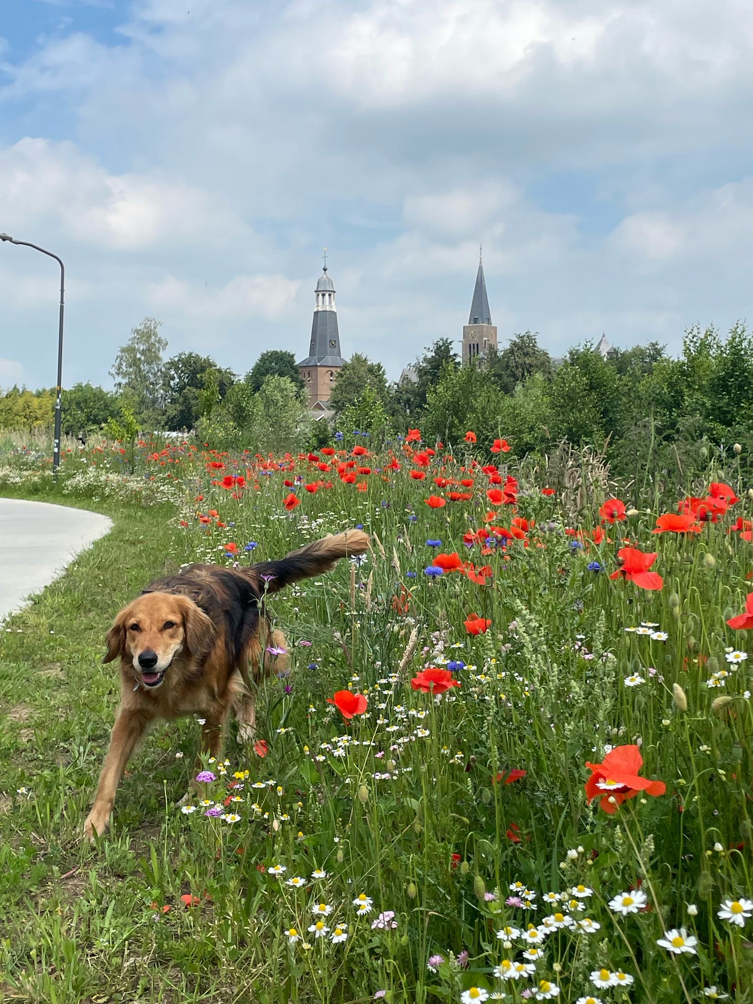 VGR Fietspad Silvolde Oude IJsselstreek (3).JPG