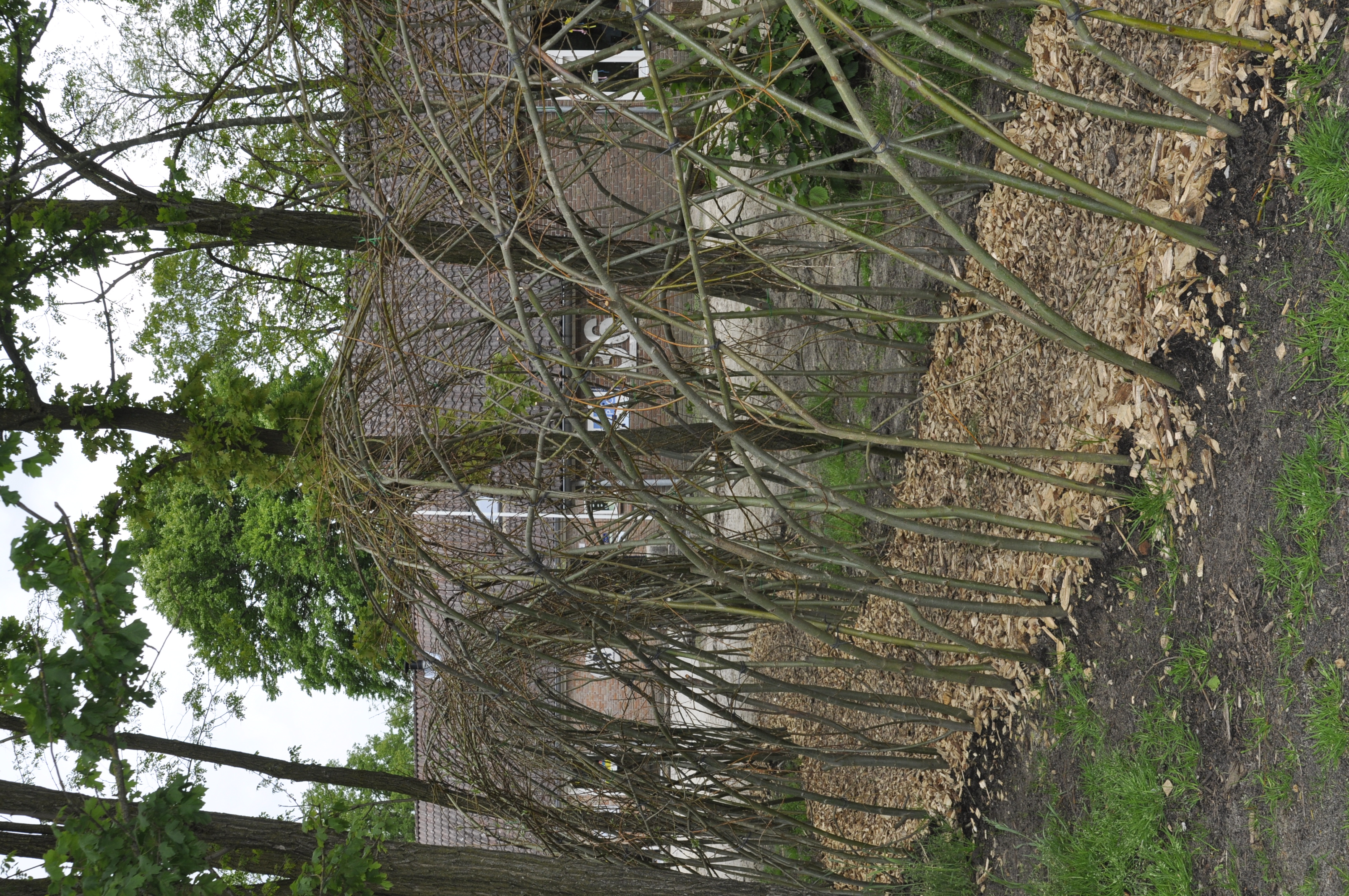 Axent Groen Groene Schoolpleinen Elserike Markelo (21)