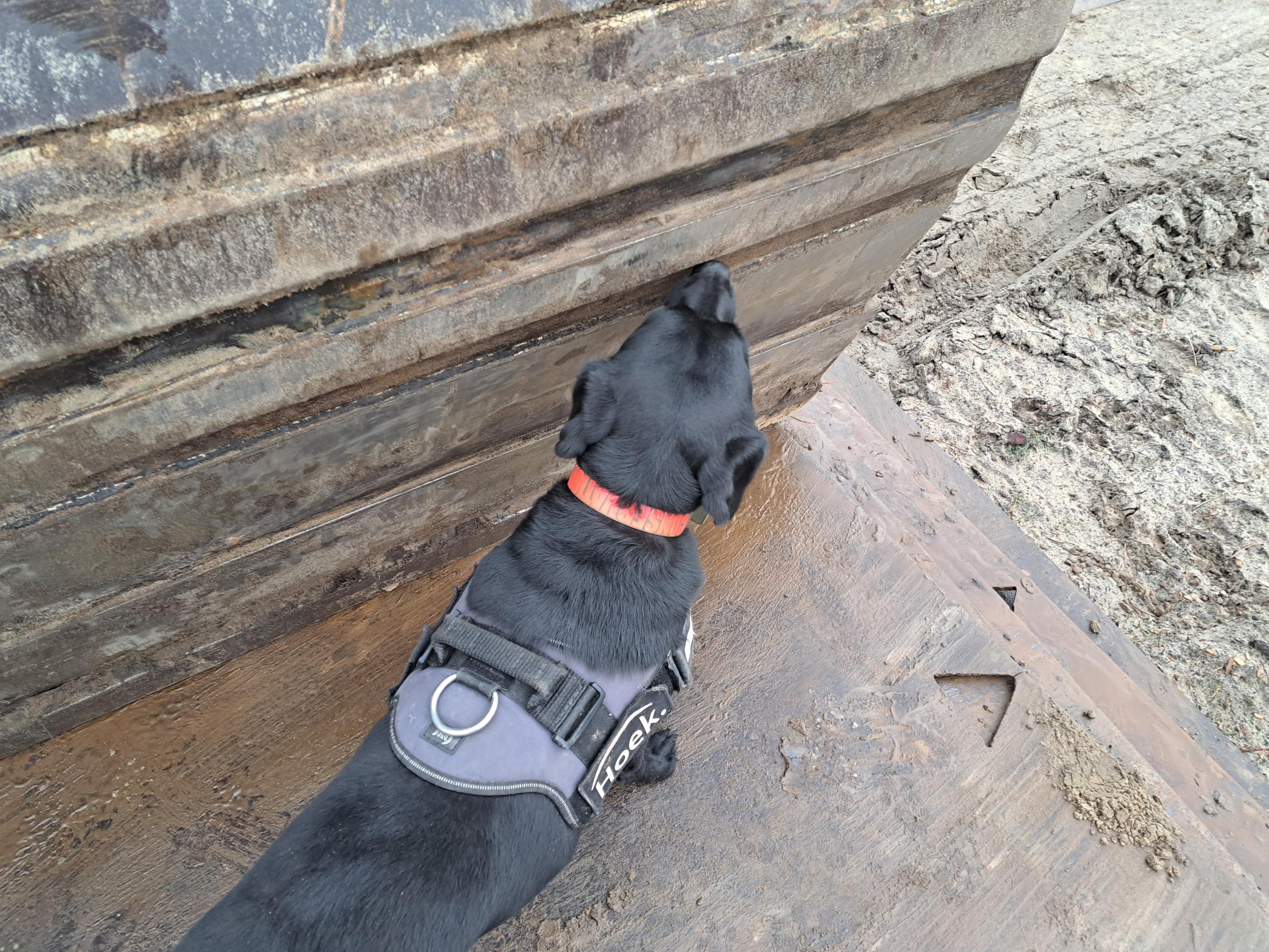 Wurmenveld Detectiehond Bliss 2