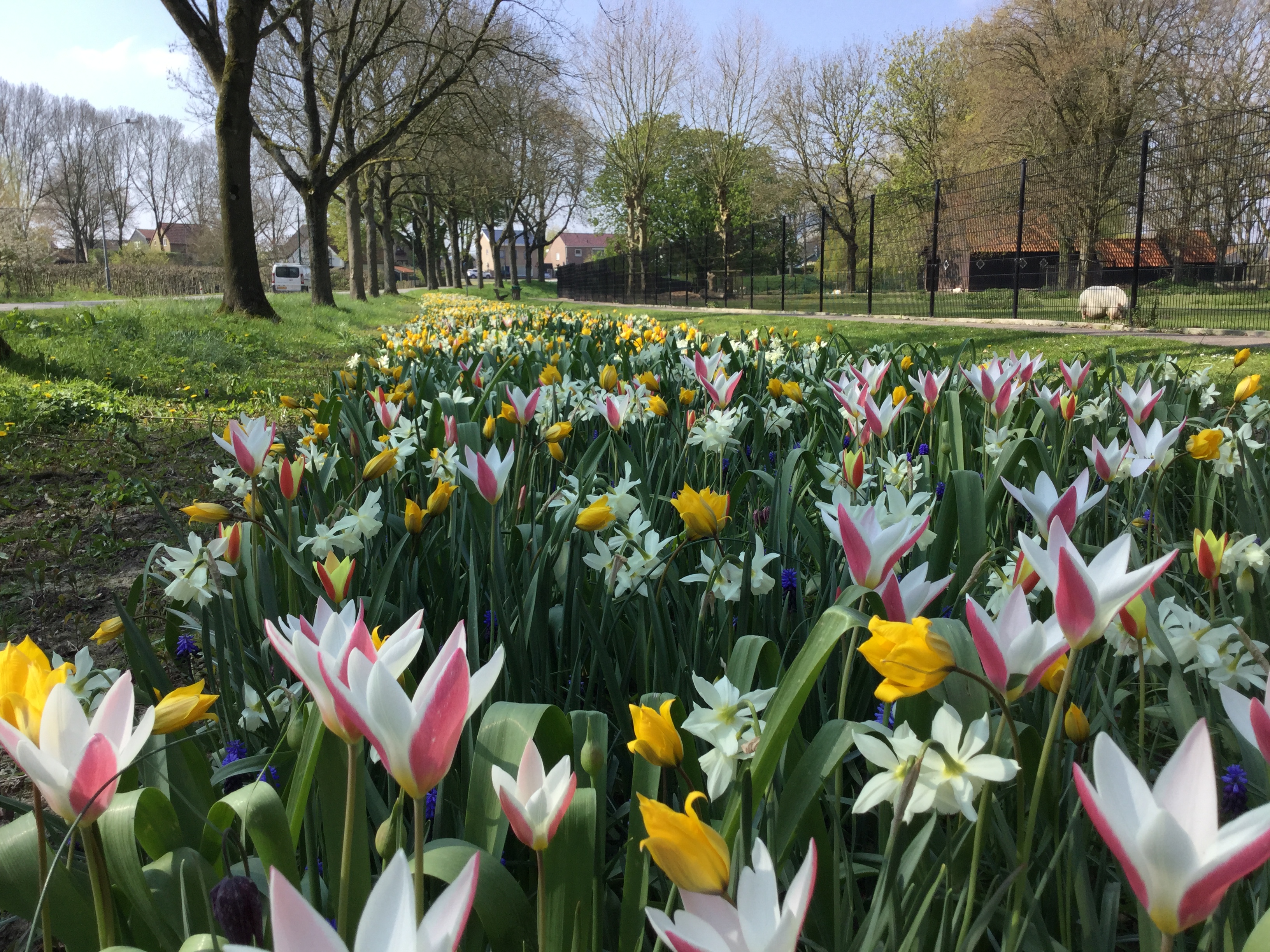 Heel Holland Bloeit Mengsel Jub Holland Intensief