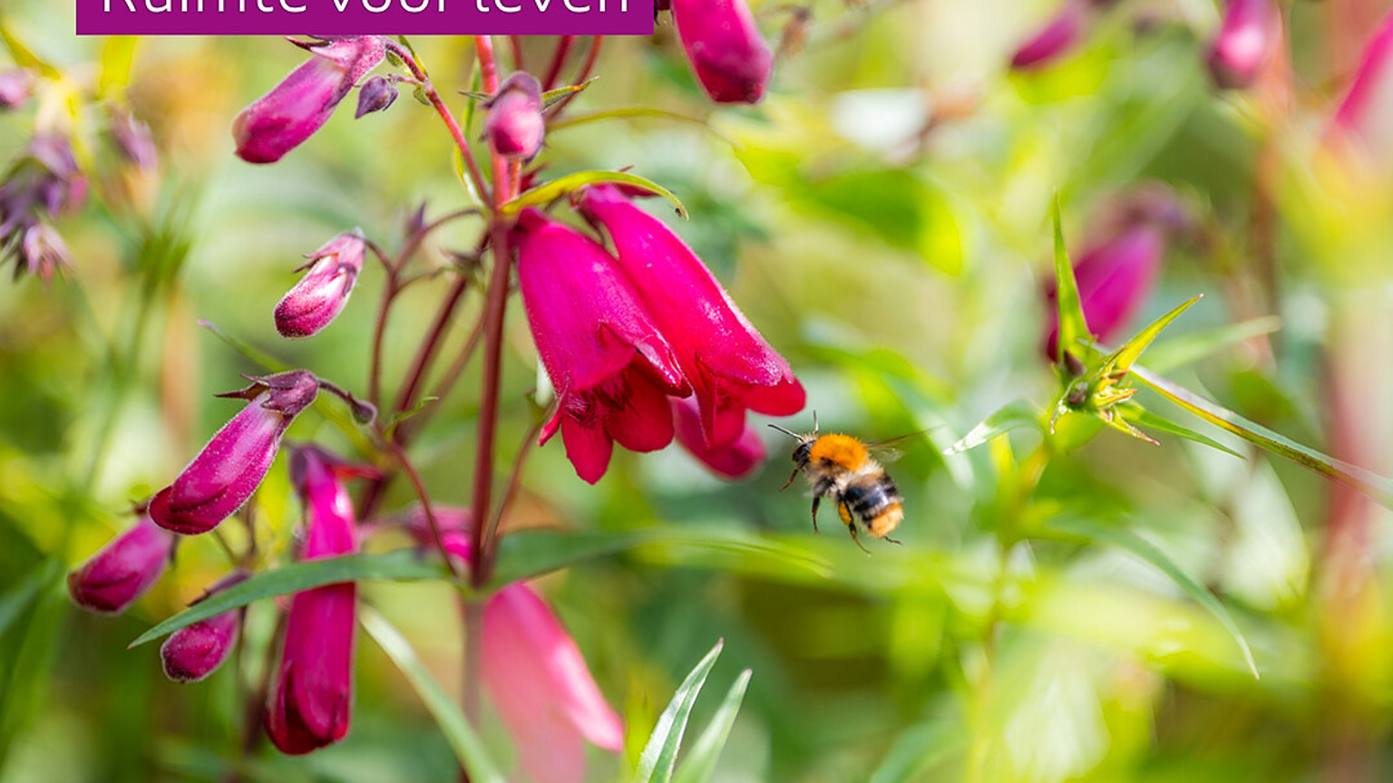 Slide3 Biodiversiteit