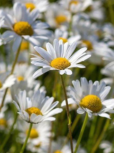 Margriet De Jong