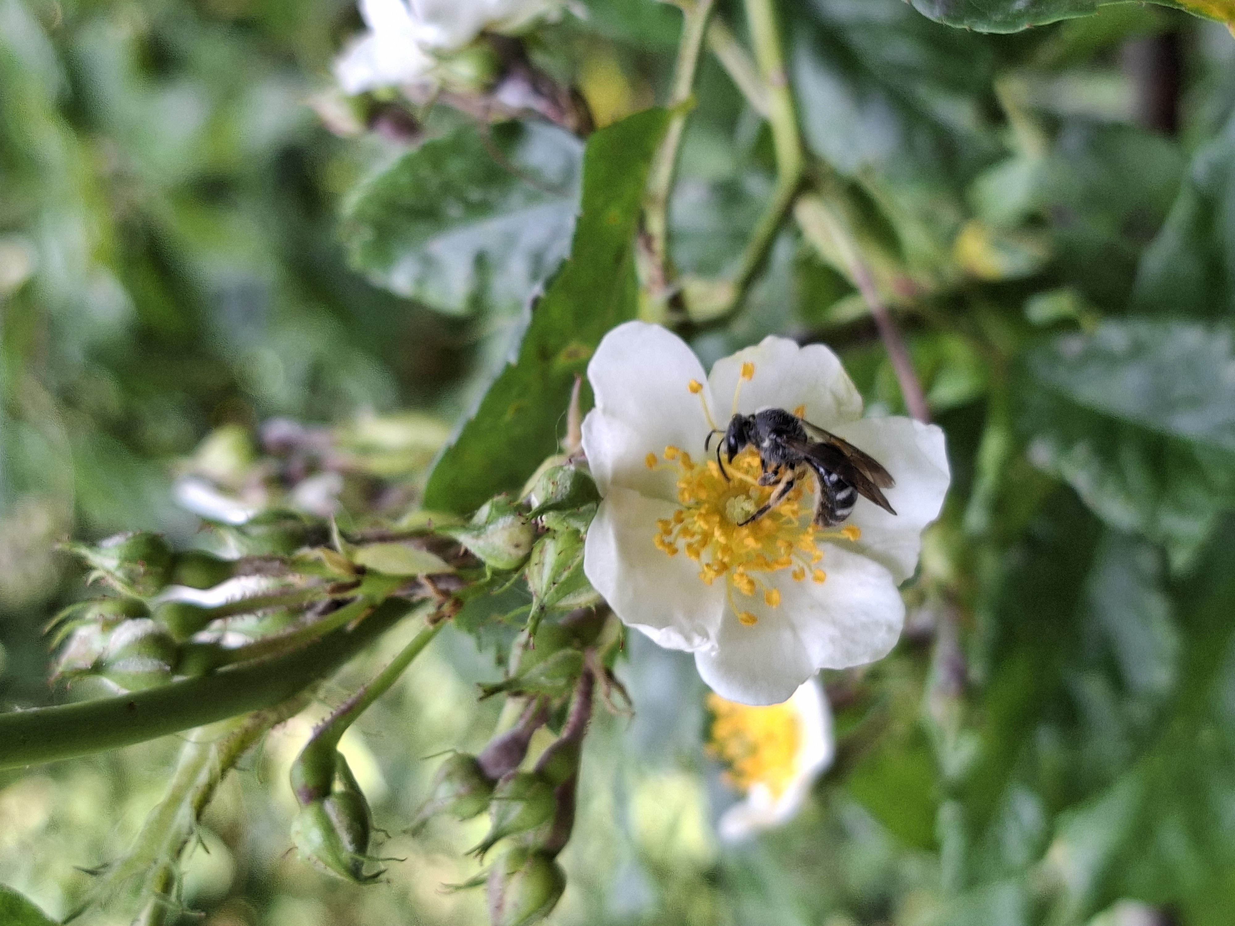 Biodivers Groenbeheer Gemeente Epe Vebego Groen (5)