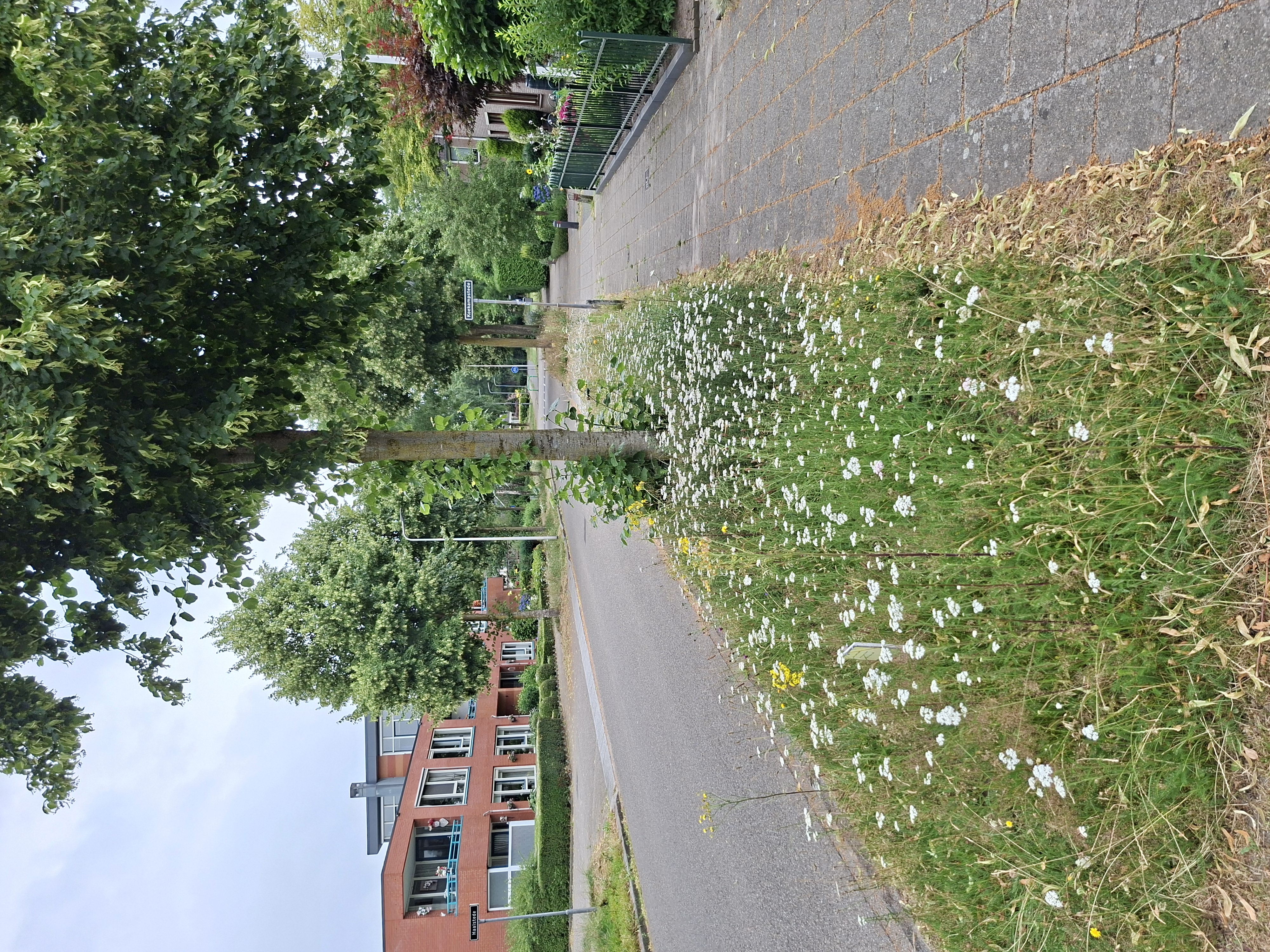 Biodivers Groenbeheer Gemeente Epe Vebego Groen (4)