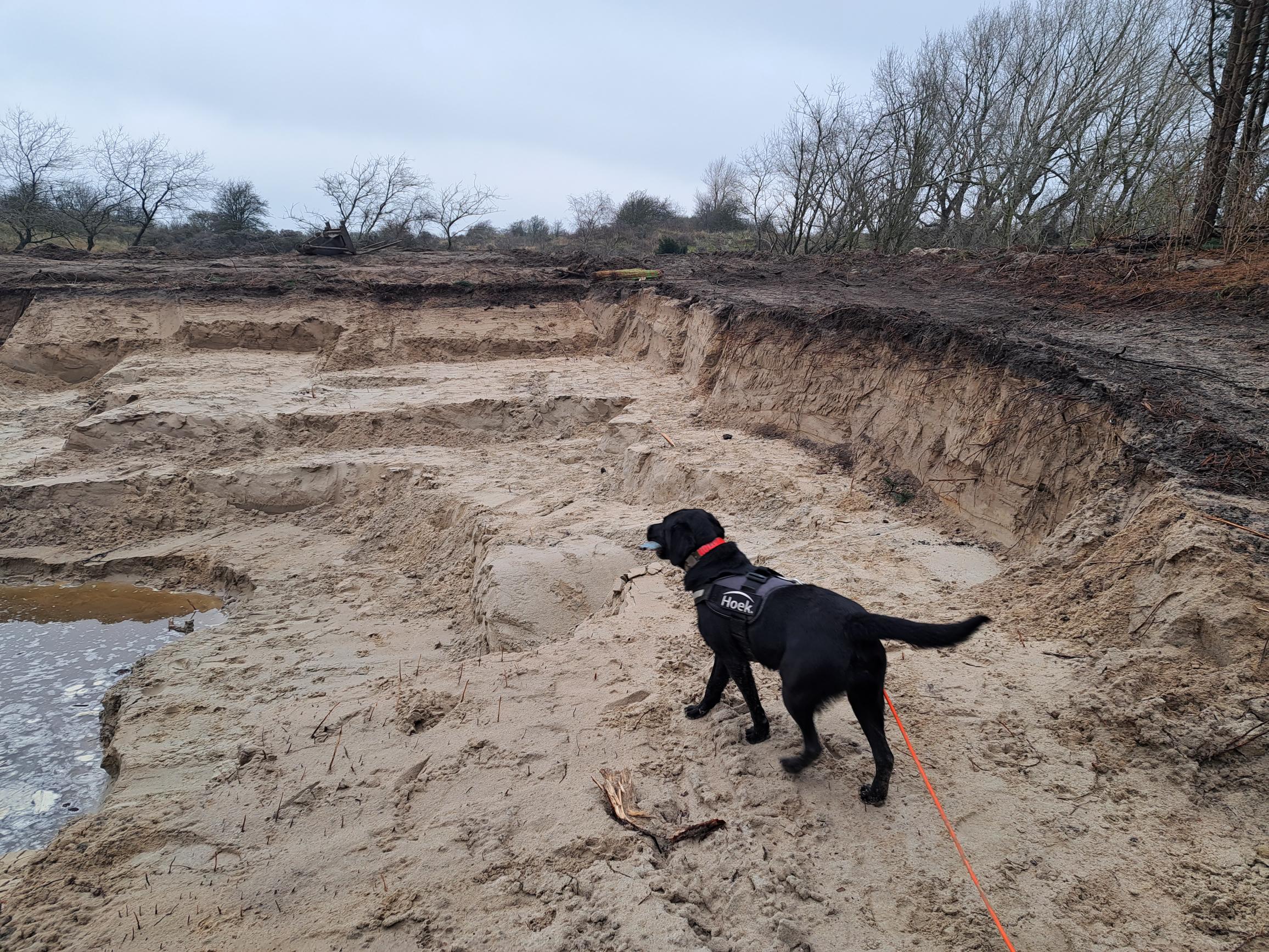 Wurmenveld Detectiehond Bliss