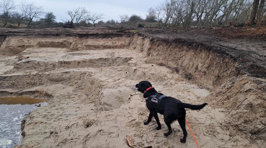 Wurmenveld Detectiehond Bliss