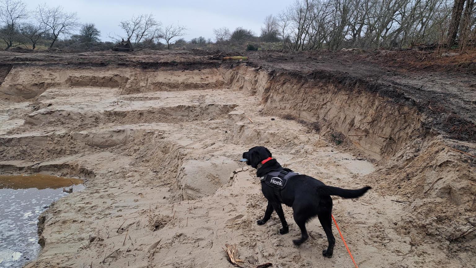 Wurmenveld Detectiehond Bliss