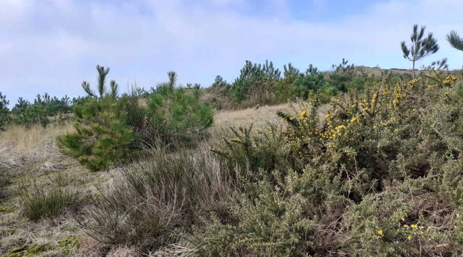 Schoorlse Duinen Open Duinen