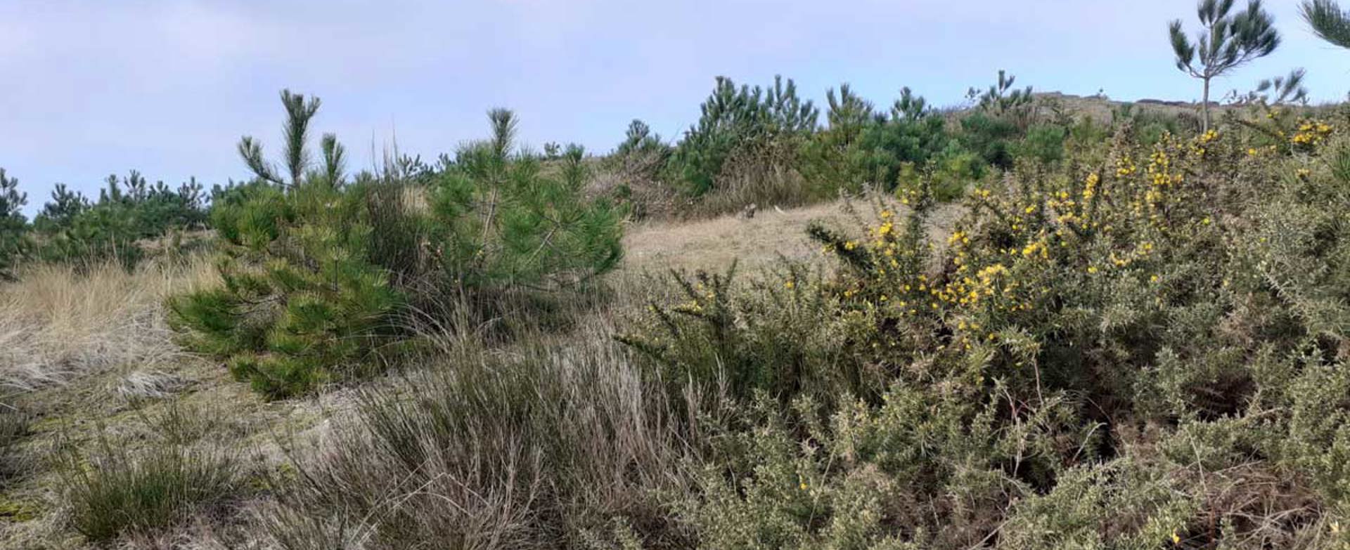 Schoorlse Duinen Open Duinen