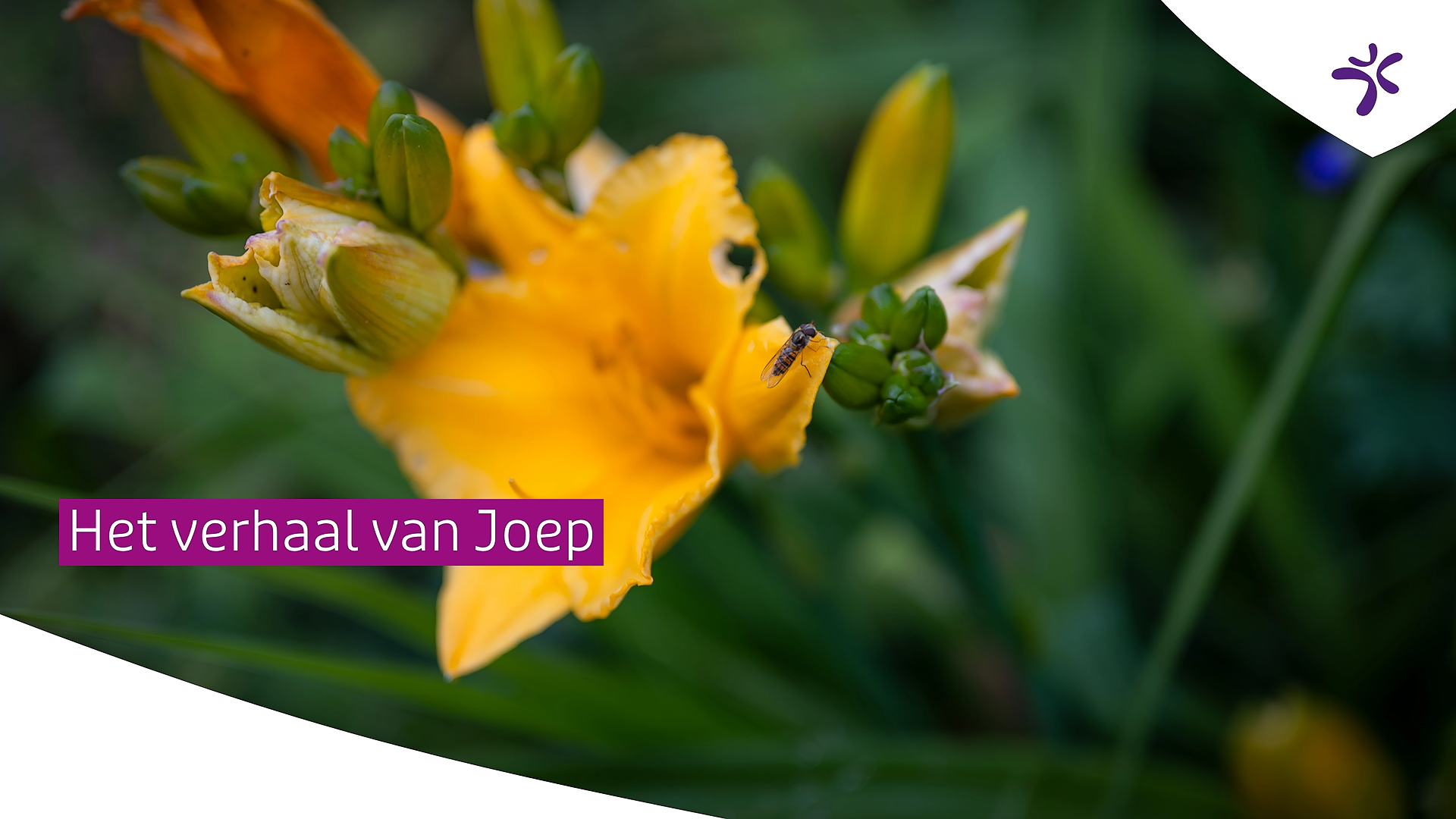 VerhaalvanJoep_thumbnail.png