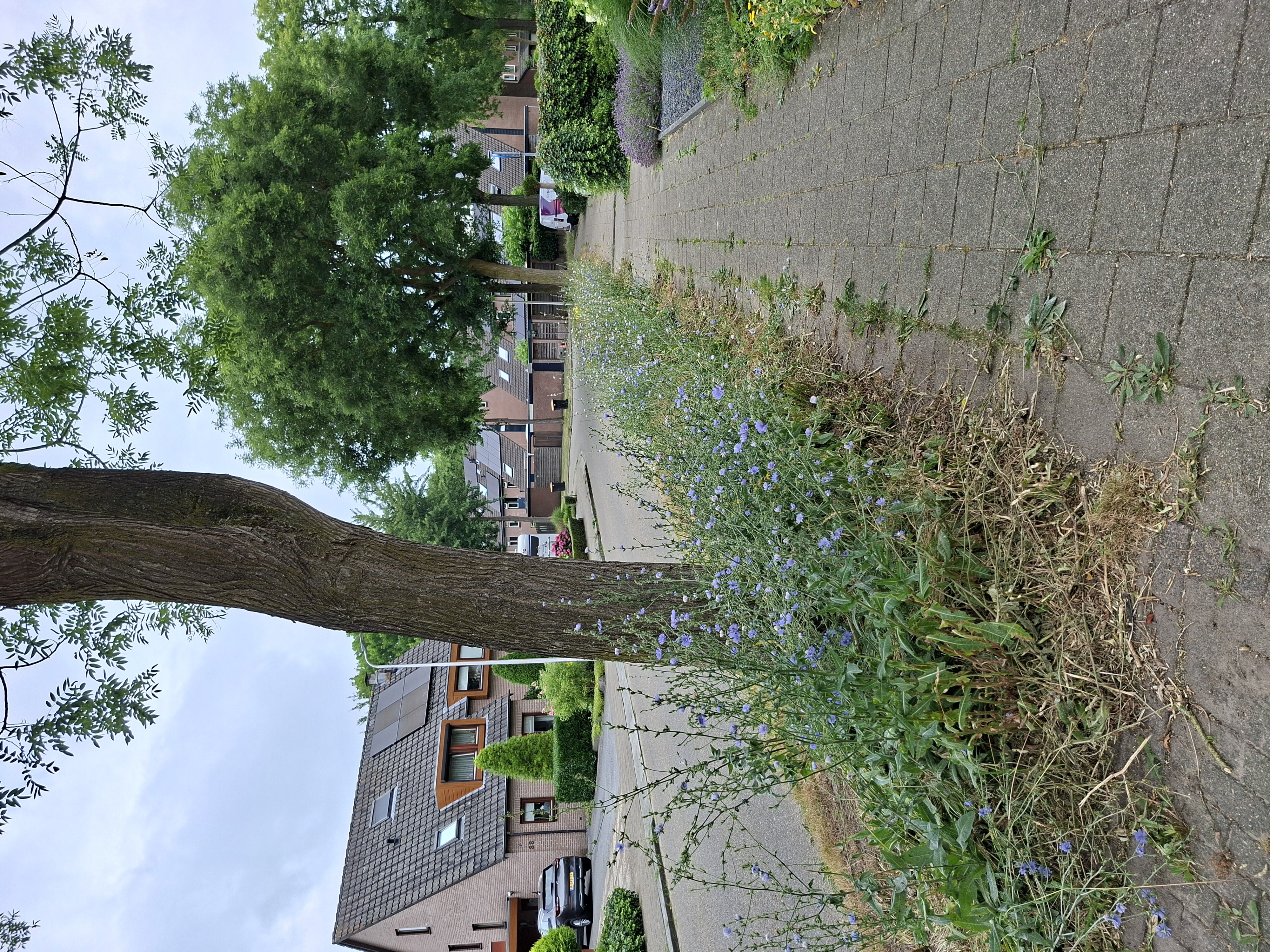 Biodivers Groenbeheer Gemeente Epe Vebego Groen (2)
